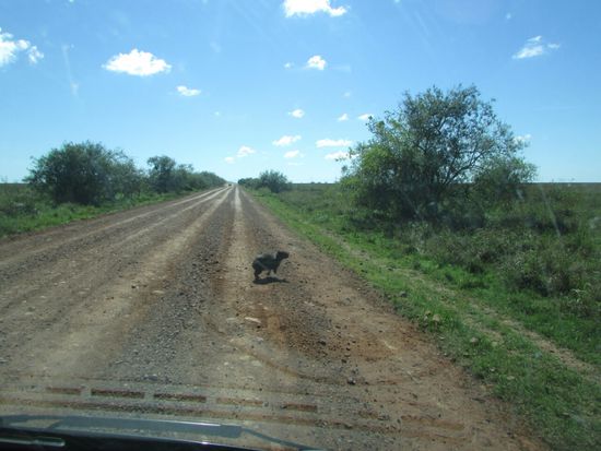 Ein Wasserschwein flüchtet noch rechtzeitig.