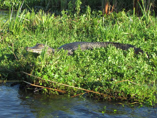 ... und anderes Getier.