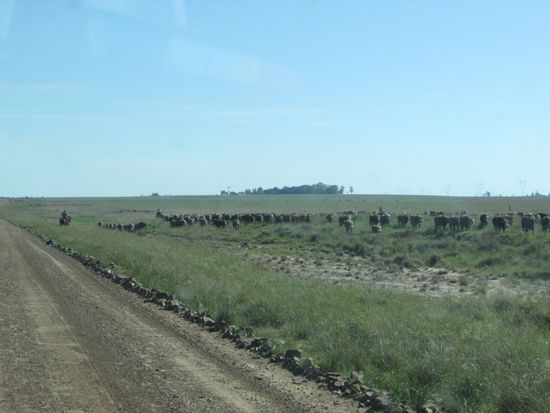 Gauchos treiben unsere Steaks