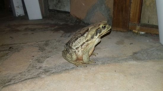 Abends sitzen wir noch am Pool. Plötzlich hüpfen diese ca. 20 cm große Kröten herum.