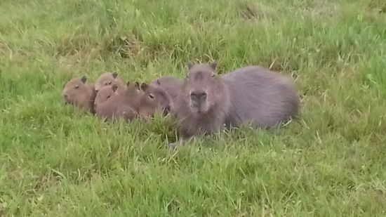 Eine Familie Wasserschweine.