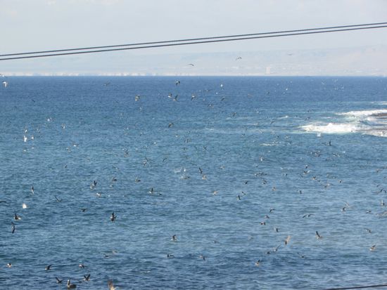 Gegen Abend suchen hunderte Seevögel ihr Abendessen.
Wenn ein Pelikan sich ins Meer stürzt, um einen Fisch zu fangen, muss er aufpassen, daß ihm die Möwen nicht den Fisch wieder aus dem Schnabel klauen.
Deshalb dreht er sich auch solange, bis er den Fisch verschluckt hat.