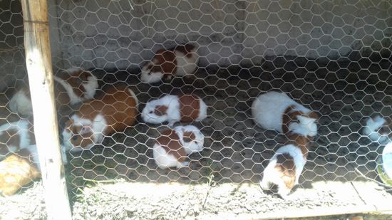 Hier läuft unser Mittagessen.
Meerschweinchen sind das Nationalgericht in Peru.