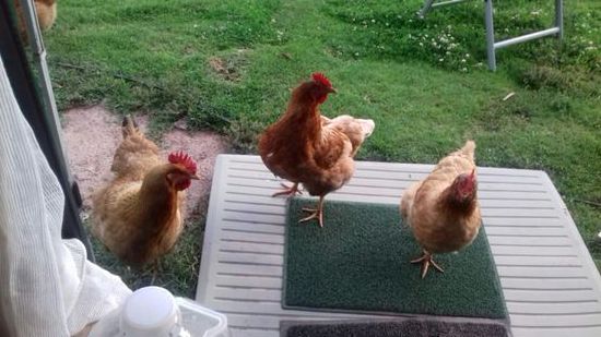 Bei der Ankunft in Cusco werden wir dieses Mal nicht von Katzen oder Hunden begrüßt.