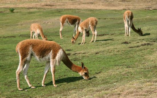 Vicunas