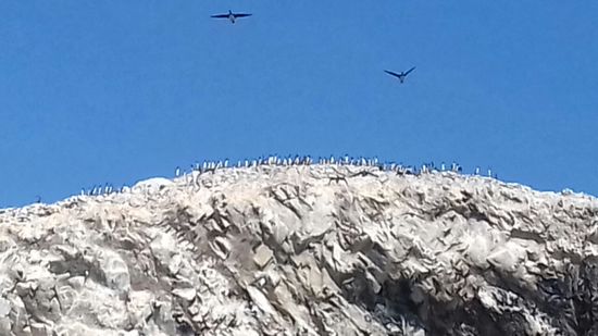 Tausende von Seevögel bevölkern die Inseln.