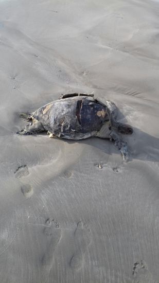 Bei einem Strandspaziergang finden wir diese tote Schildkröte.