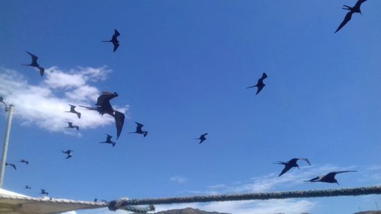 Darauf warten die Vögel ...