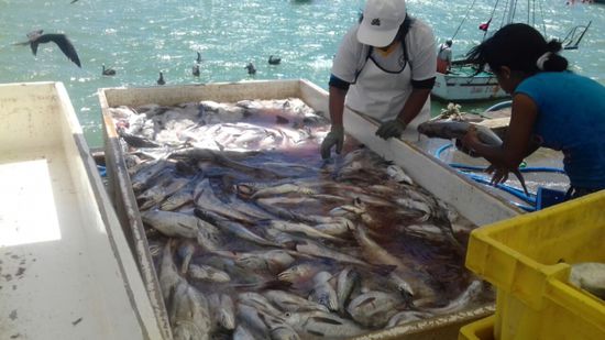Es wird gerade frischer Fisch angelandet und gleich an Ort und Stelle ausgenommen.