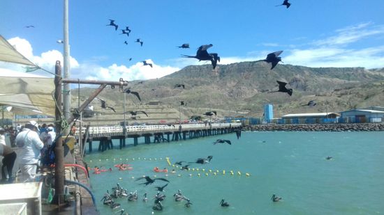 ... und auch etliche große Schildkröten