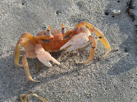 Beobachten Krebse, ...