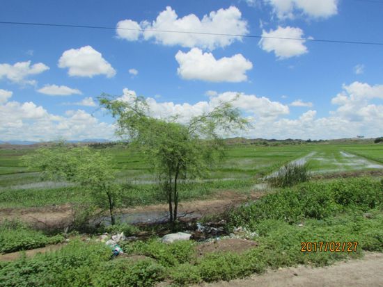 Rechts und links der Straße nun Reisfelder.