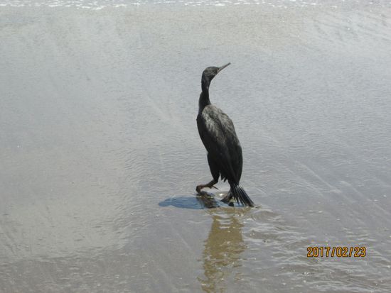 Ein ölverschmierter Kormoran am Strand von Huacho, ein schöner Strand, aber keiner badet. 
Die Wellen sind richtig braun von Öl, unglaublich wie hier die Umwelt verschmutzt wird.