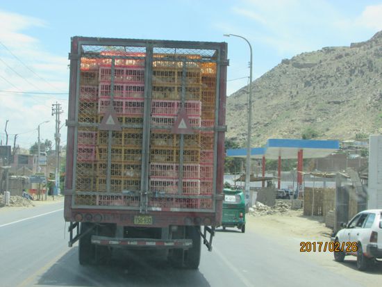 Bei 40° werden tausende von Hühnern transportiert.