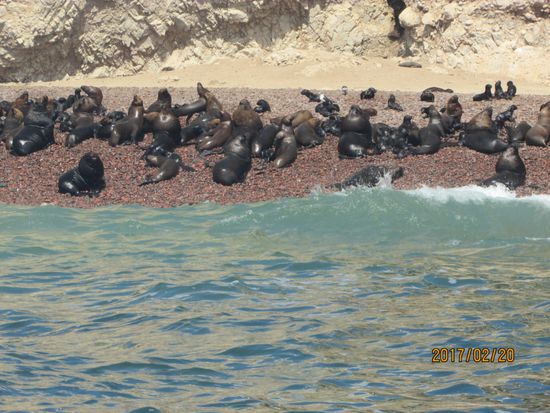 Und wieder mal Seelöwen.
