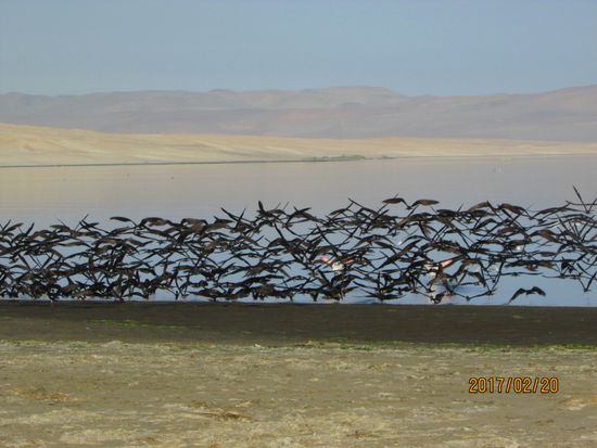 Am nächsten Morgen sind hunderte Seevögel am Strand.