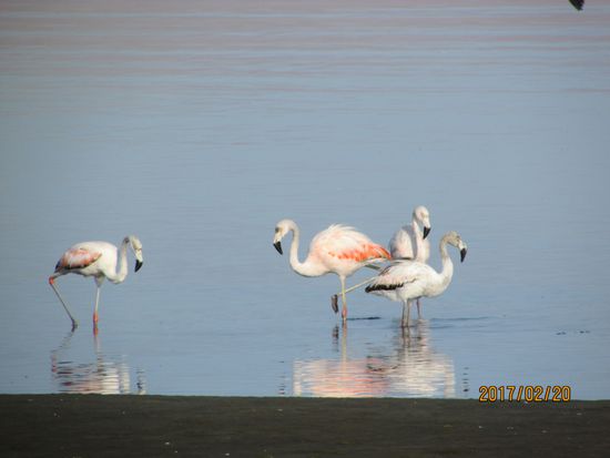 Wenn die Kitesurfer weg sind kommen die Flamingos.