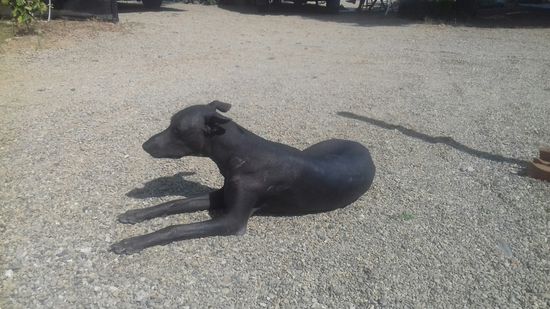 Ein Peruanischer Nackthund hält Wache.