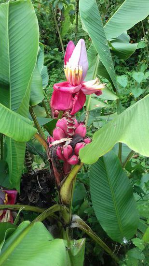 Bananenblüte.