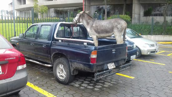 Ein standfester Esel mitten in Quito.