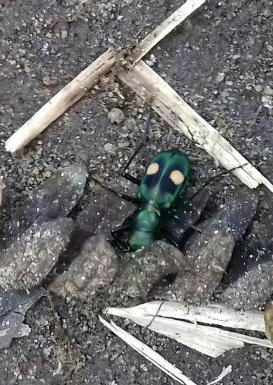 ... unbekannte Insekten...