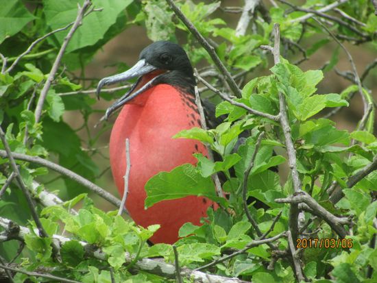 Habe ich nicht ein schönes Rot?
Ein männlicher Fregattvogel, der balzt.