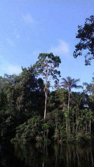 Gegenüber unserer Anlegestelle unberührter Urwald.