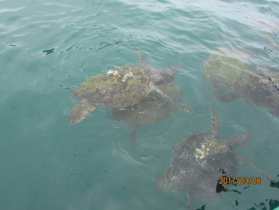Als wir bei der Insel ankommen werden wir von Schildkröten empfangen.