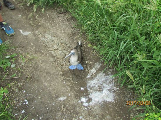 Es dauert nicht lange, und wir sehen auf der Wanderung die ersten Blaufußtölpel.