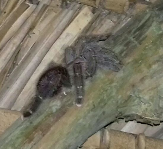 Unser Gast beim Abendessen: Eine große Tarantel, die sich tagsüber in dem mit Palmenblättern gedeckten Dach versteckt, kam jeden Abend hervor und saß genau über unserem Tisch.
Sehr zur "Freude" einiger junger Chinesinnen, die sich spontan umsetzten.