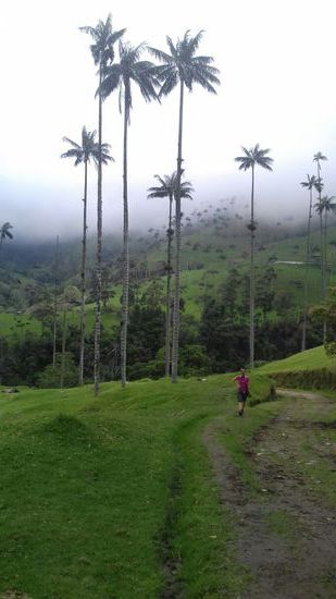 - Valle de Cocora"
Im Tal der höchsten (bis 60 m) Palmen der Welt.
Es ist auch der Nationalbaum Kolumbiens.