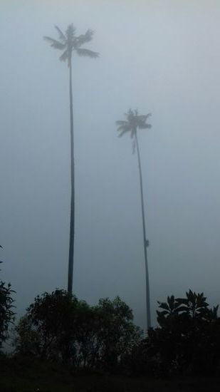 Die Palmen haben verhältnismäßig kleine Kronen.