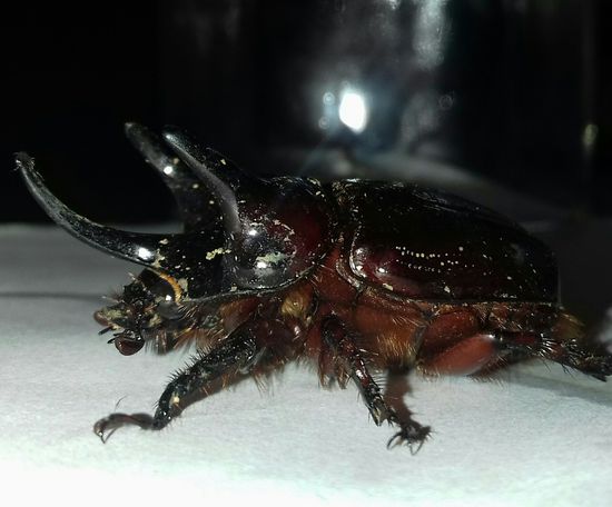 Wenn der angebrummt kommt, geht man schon mal in Deckung.