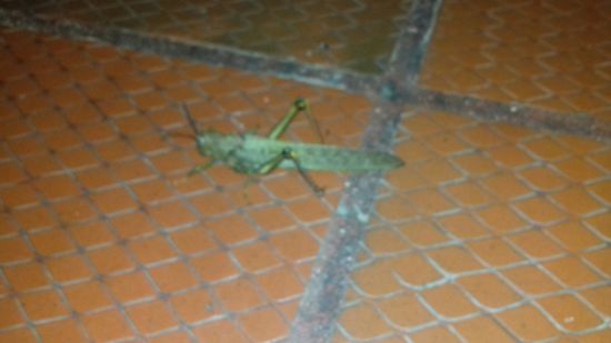 Beim Abendessen besucht uns eine 20 cm große Heuschrecke.