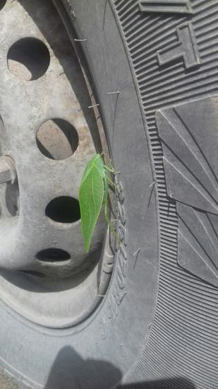 Kein Blatt - sondern ein Insekt