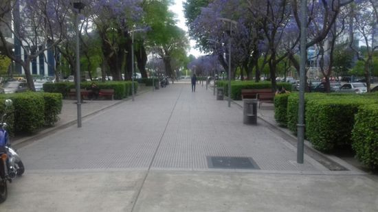 Überall die blühenden Bäume.