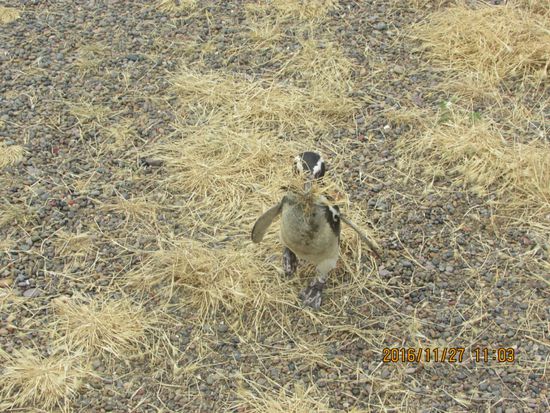 Die Bruthöhle wird noch weiter ausgepolstert.
Es ist Brutzeit und manche Küken sind schon geschlüpft. 
Manchmal kann man für einen kurzen Moment zwei dunkelgraue, flauschige Küken sehen.