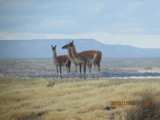 Die Guanacos beobachten was wir machen