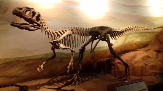 Dutzende Skelette, alle hier gefunden. Immer wieder melden Estanzieros neue Funde. Bei jedem größeren Regen werden Knochen prähistorischer Tiere freigelegt.