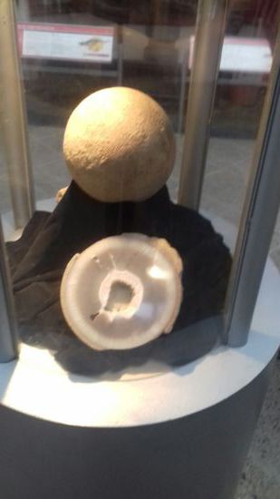 Ein wunderbar gut erhaltenes Saurier-Ei.