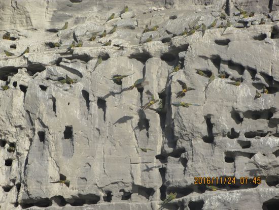Die 30.000 Nisthöhlen verteilen sich auf 9 km Steilküste.