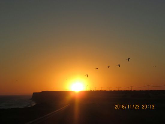 Am Abend dann das Schauspiel, das tausende Sittiche zu ihrem Nistplatz fliegen.