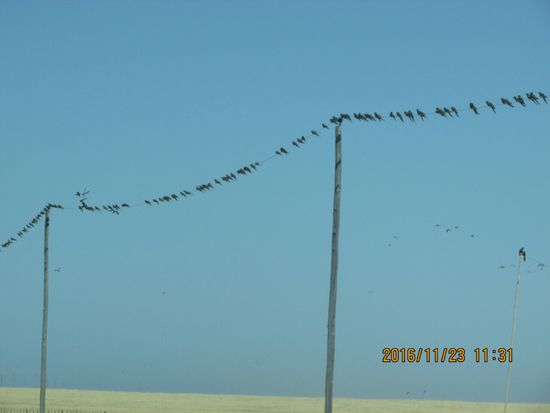 Zu hunderten sitzen sie auf den Stromleitungen.