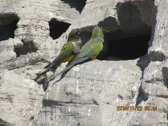 Auf dem "Balkon". Die Bruthöhlen sind manchmal bis zu 2 m tief in den weichen Kalkstein hineingekratzt.