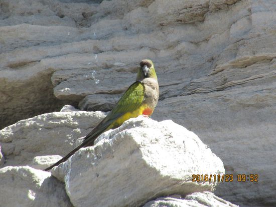 Ein Vogel hat eine Wächterfunktion. Sobald man der Kolonie zu nahe kommt wird geschrien.
