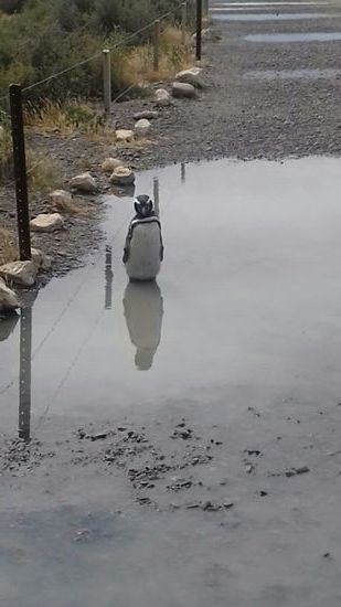 Ein trauriger Pingu. Wahrscheinlich ist ihm seine Frau weggelaufen.