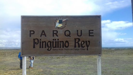 Bei den Königpinguinen.