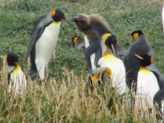 Der mit dem braunen Pelz ist ein Jungtier vom letzten Jahr.