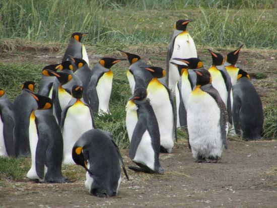 Die Kolonie hat sich vor 10 Jahren hier angesiedelt.
Im ersten Moment fand ich etwas komisch, sie auf einer grünen Wiese zu sehen. Man verbindet diese Pinguine doch immer mit Eis und Schnee.