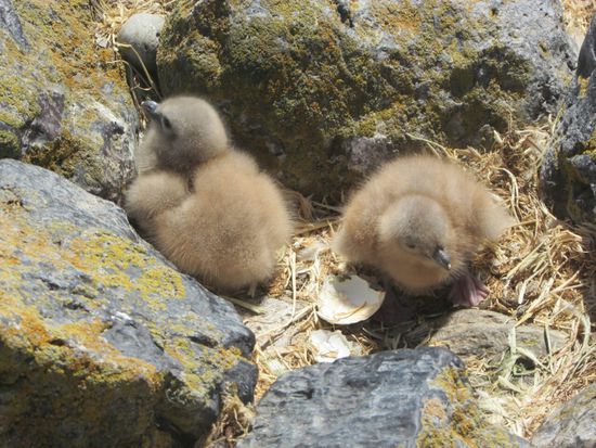 Die Küken des Räubers, auch die wollen leben, von kleinen Pingu-Küken?.